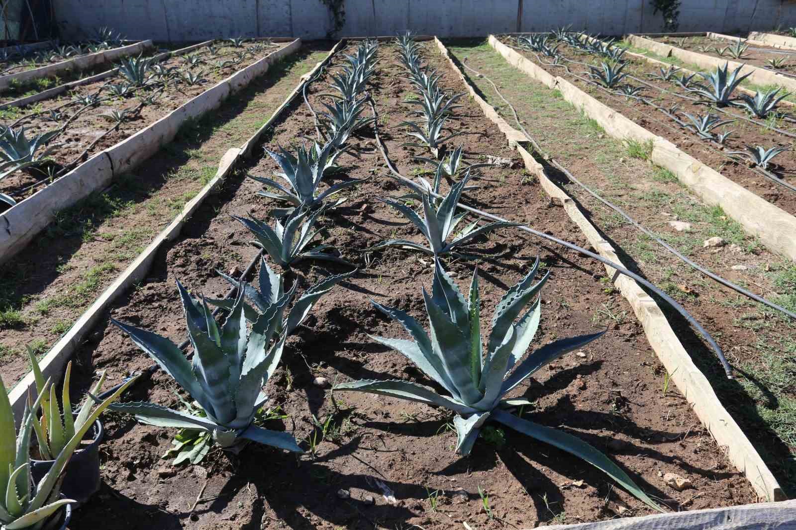 Kepez&rsquo;den kurak&ccedil;ıl peyzaj hamlesi
