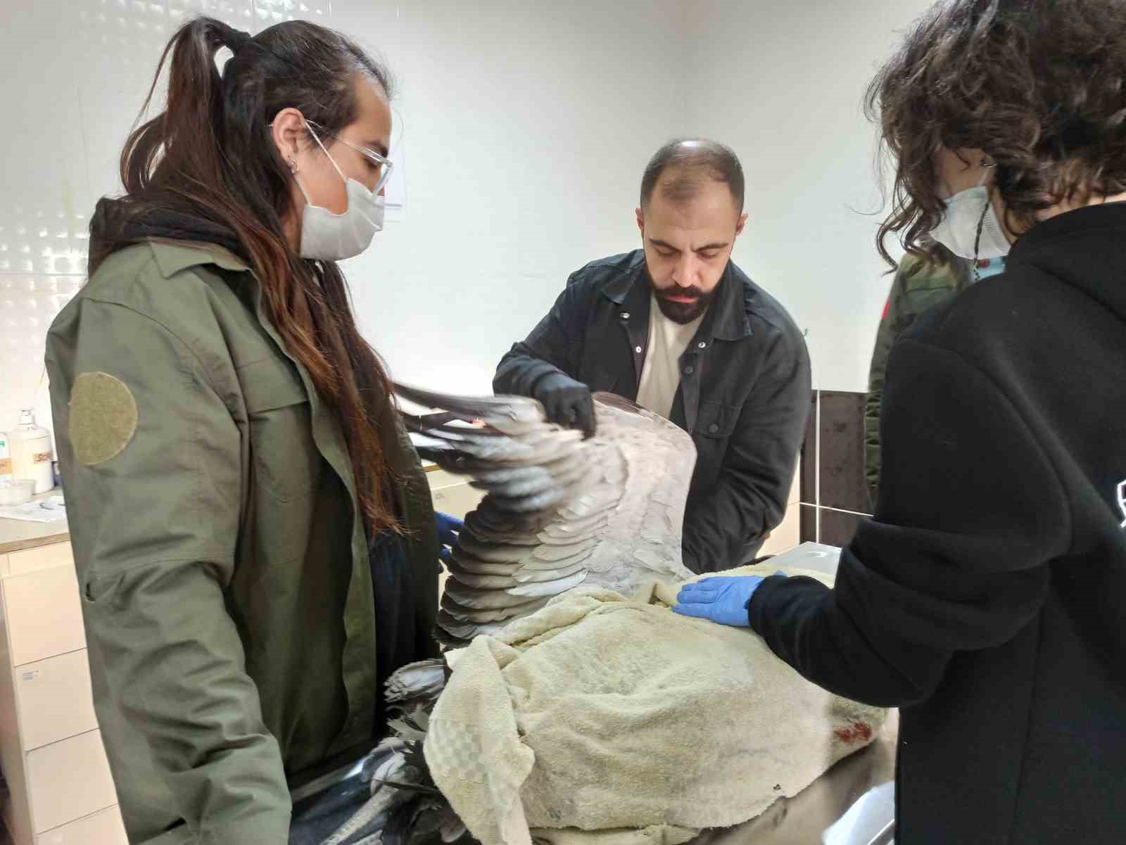 Ardahan’da yaralı bulunan turna tedaviye alındı