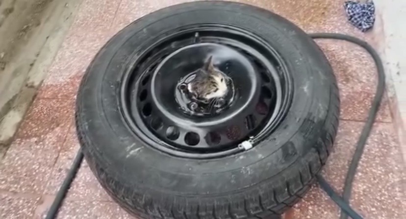 Stepneye sıkışan yavru kediyi itfaiye kurtardı