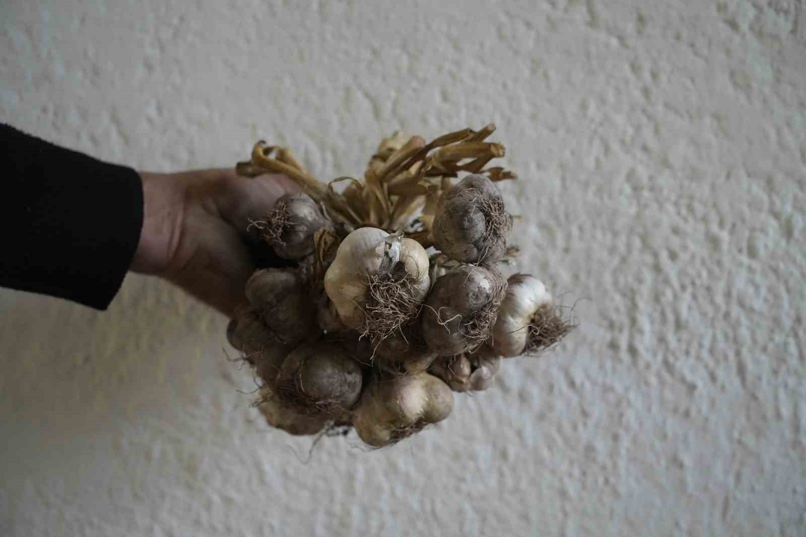 Gümüşhane’de ata tohumu "siyah sarımsak" tescil yolunda