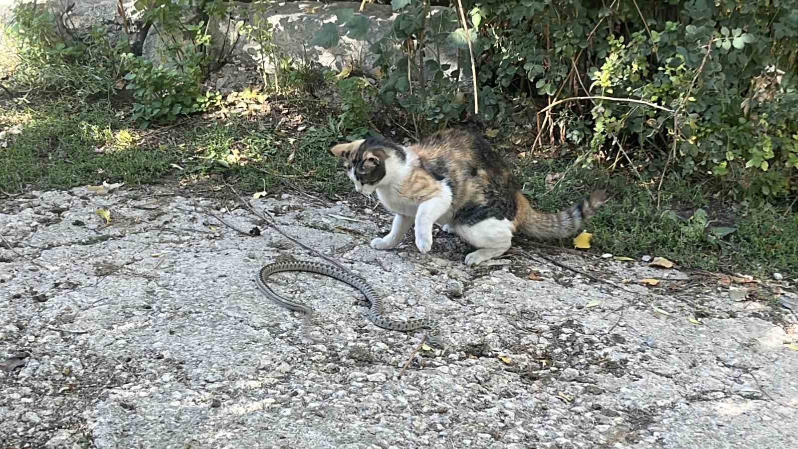 Fare değil yılan avladı: Bayburt&rsquo;ta kedi yılanı pati darbeleriyle &ouml;ld&uuml;rd&uuml;
