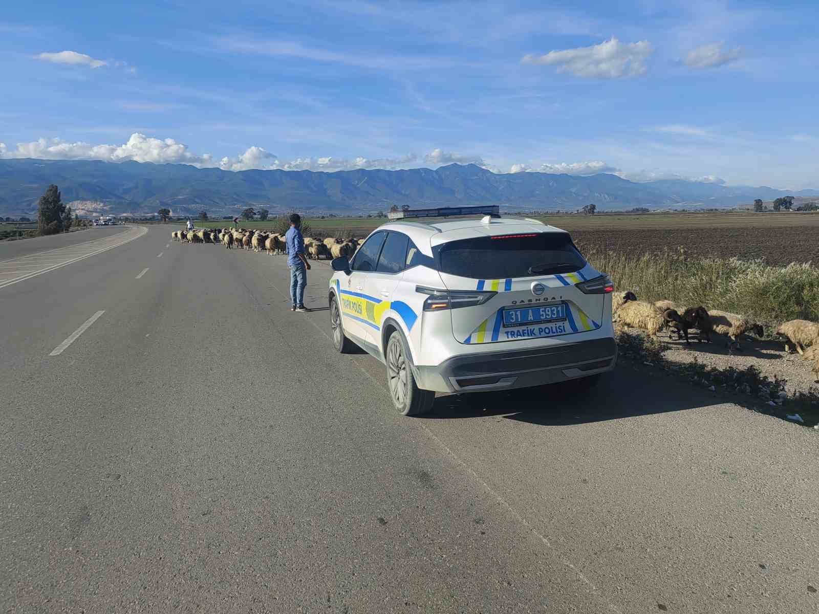 Yayladan d&ouml;nen koyun s&uuml;r&uuml;s&uuml;n&uuml;n ge&ccedil;işi i&ccedil;in trafiğin durduğu kara yolunda korna sesi yerine &ccedil;an sesi yankılandı
