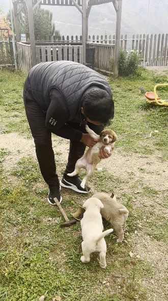 Yavru köpeğin merakı kırılan testi ile son buldu
