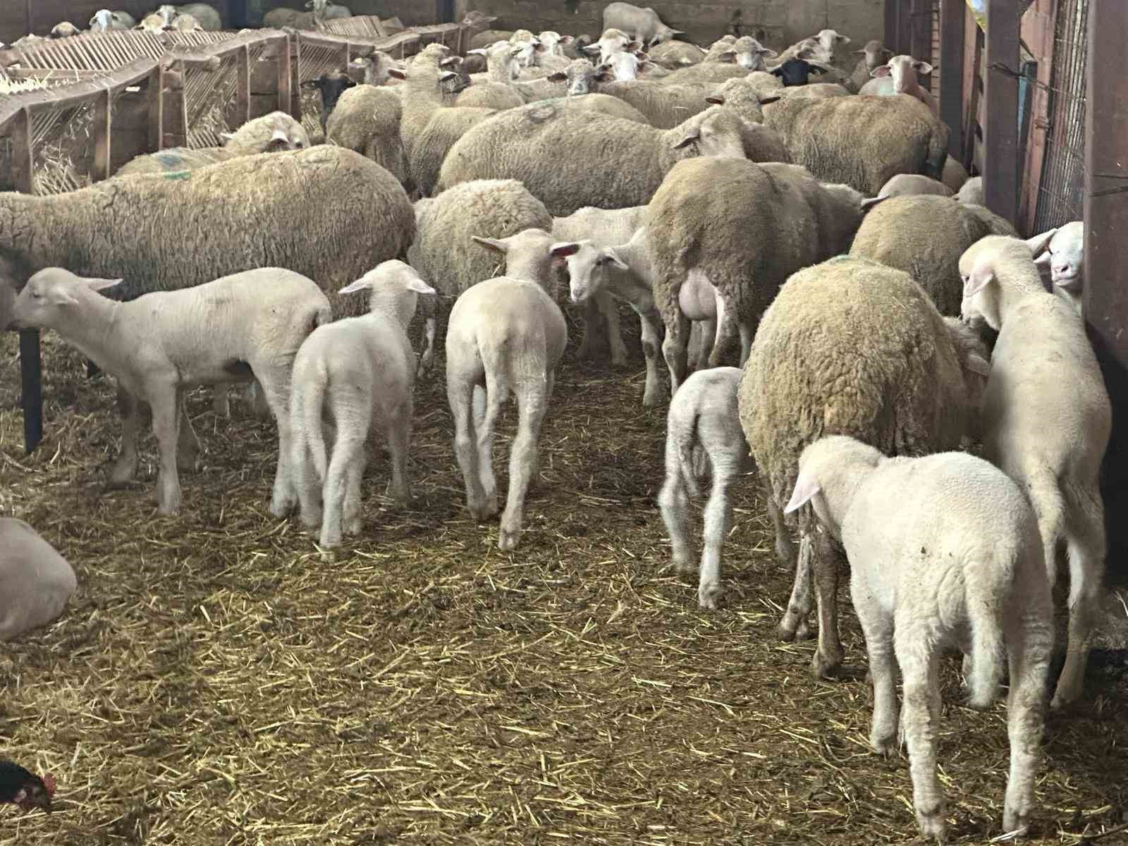 Besiciler şapın yol açtığı zararların karşılanmasını istedi
