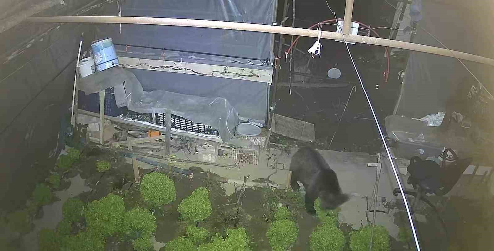 Marul çadırında şaşırtan misafir: Yavru ayı iki gecedir marul ziyafeti çekiyor