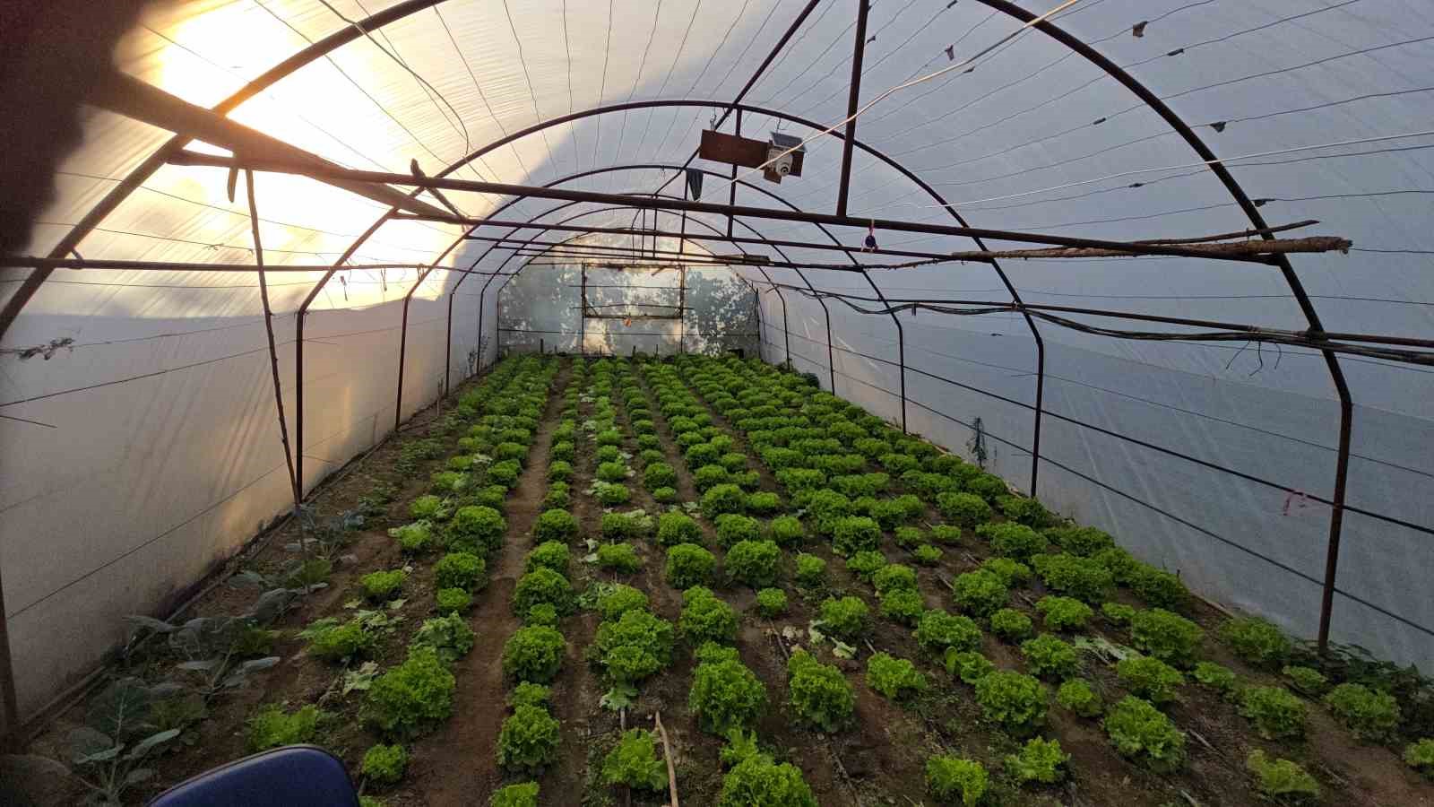 Marul &ccedil;adırında şaşırtan misafir: Yavru ayı iki gecedir marul ziyafeti &ccedil;ekiyor
