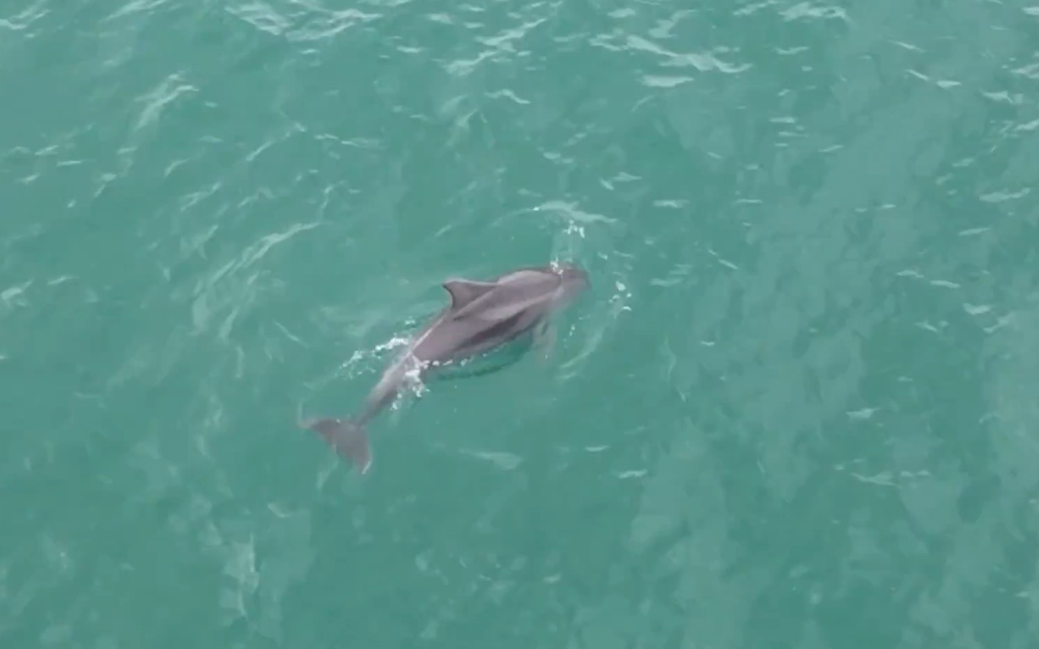 Karadeniz&rsquo;de yunusların dansı dron kamerasına takıldı
