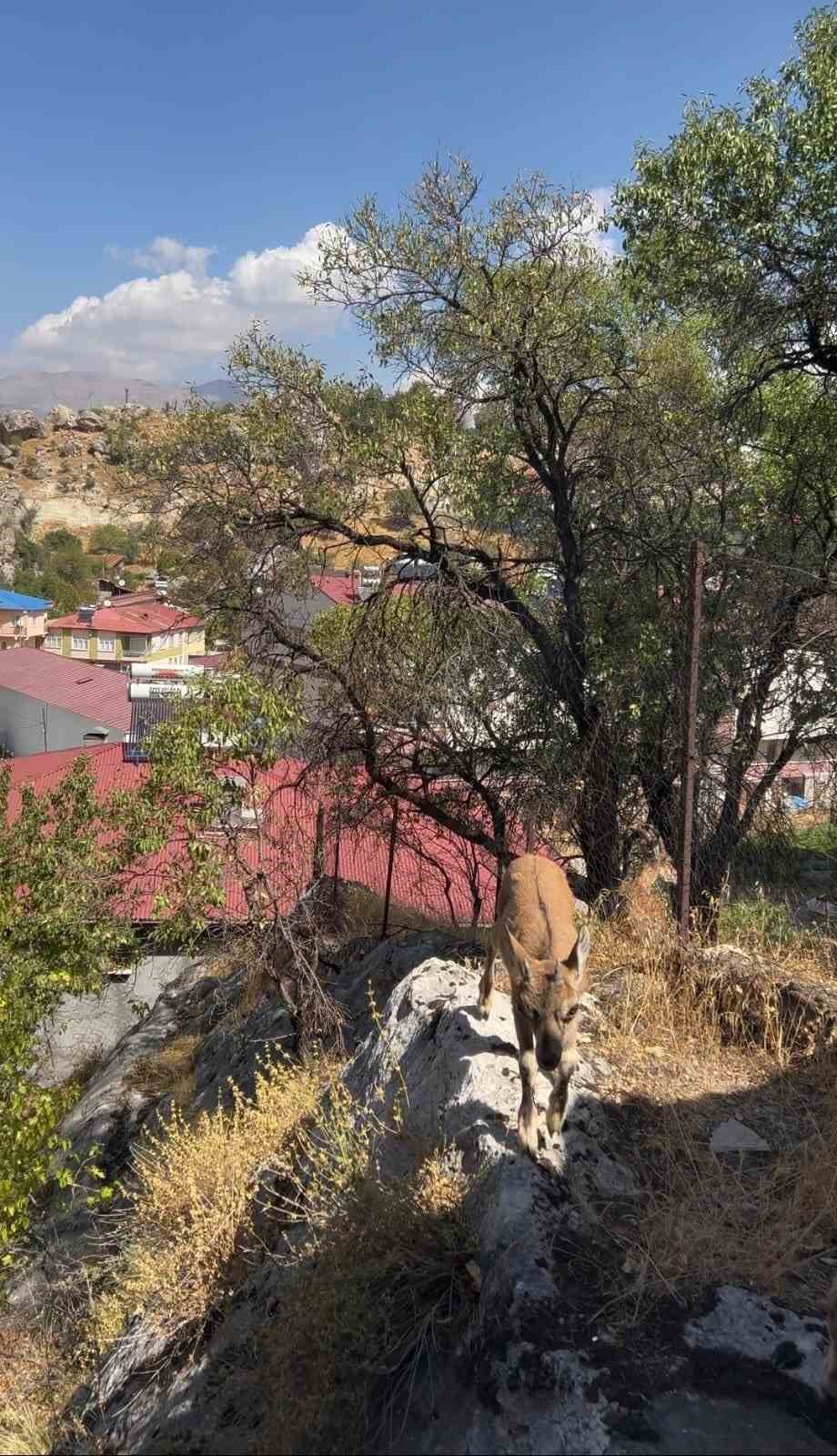 Tunceli’de dağ keçileri yerleşim yerlerine kadar indi