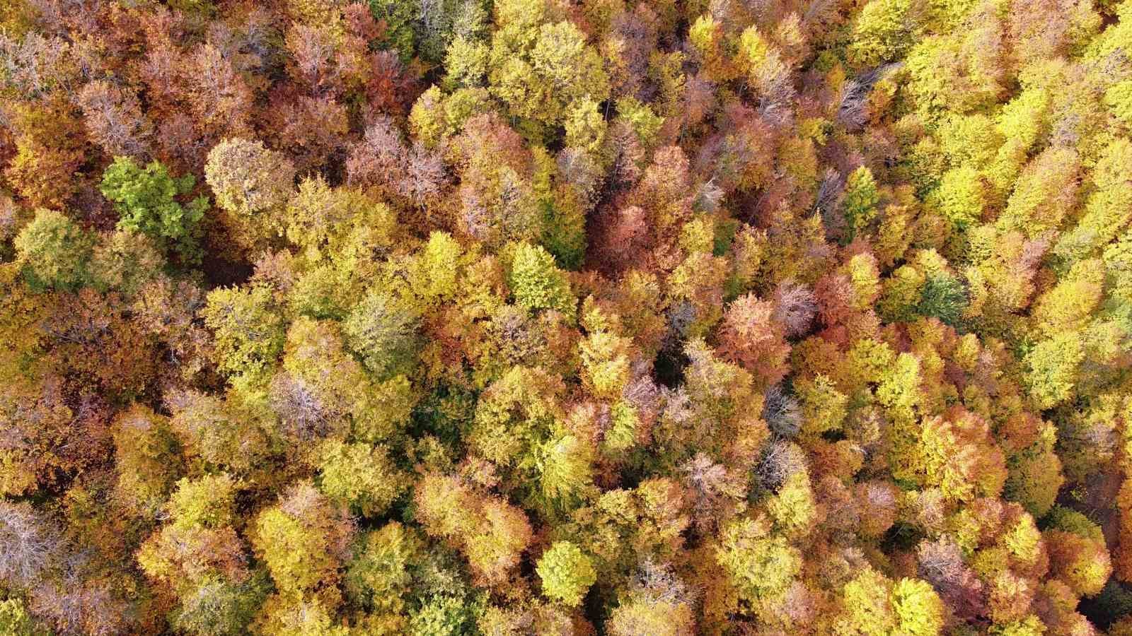 Adeta doğada bir tablo, Şebek Geçidi’nde sonbahar güzelli mest ediyor