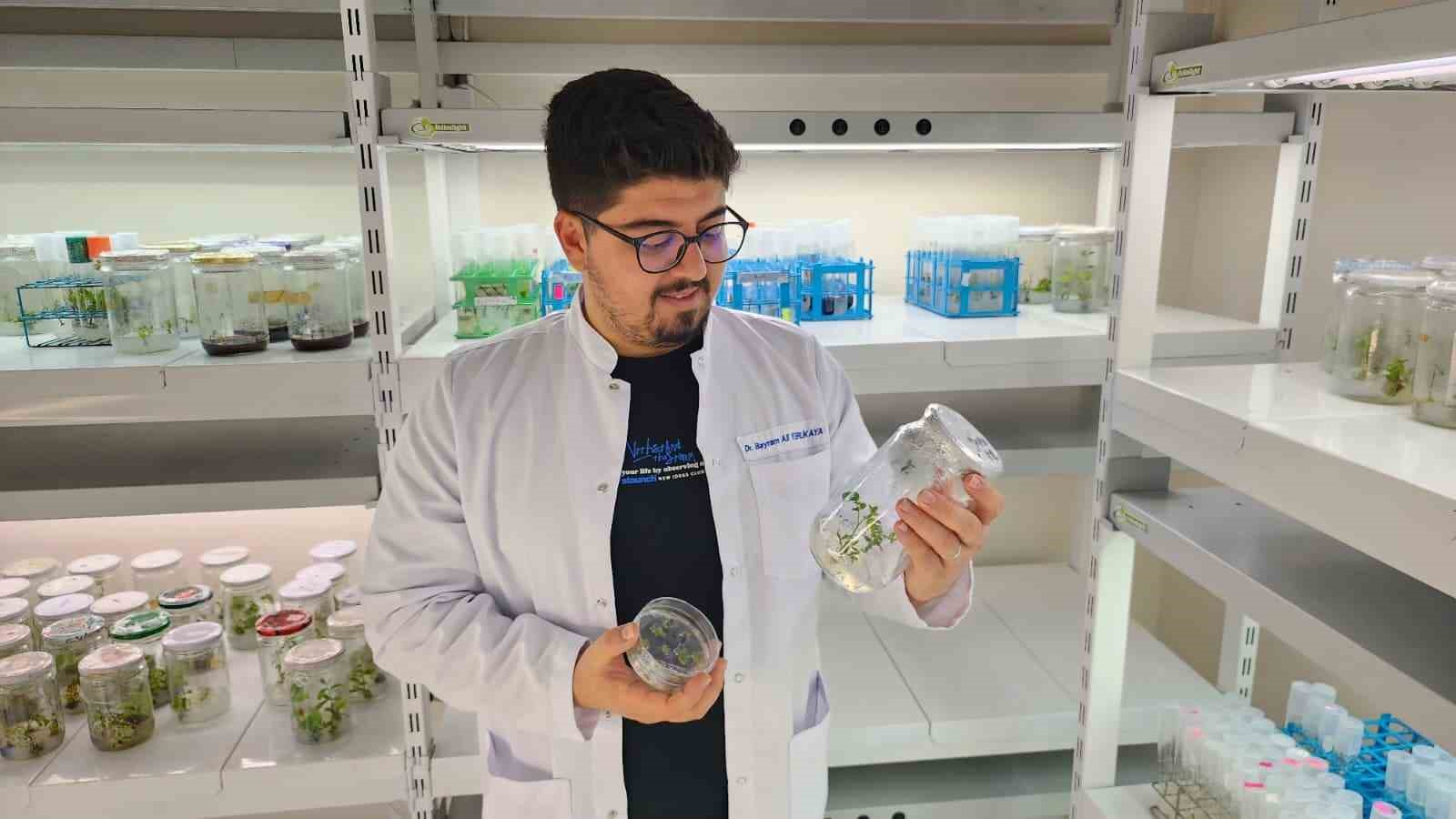 Yüksek antioksidan kapasiteye sahip yeni domates geliştirilecek