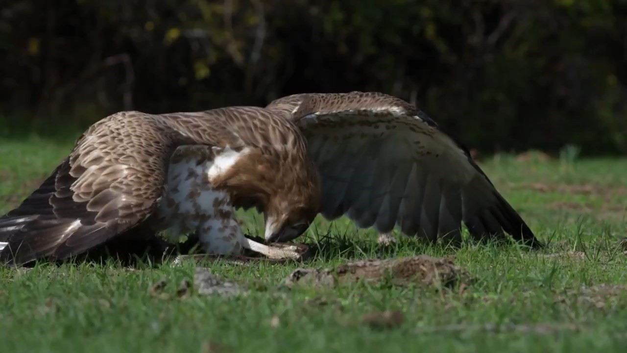 Yılanı yakalayan kartal böyle gövde gösterisi yaptı