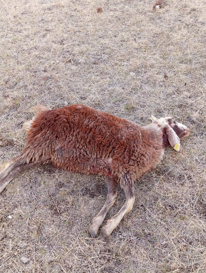 Horasan’da kurtlar sürüye daldı: 3 koyun telef oldu