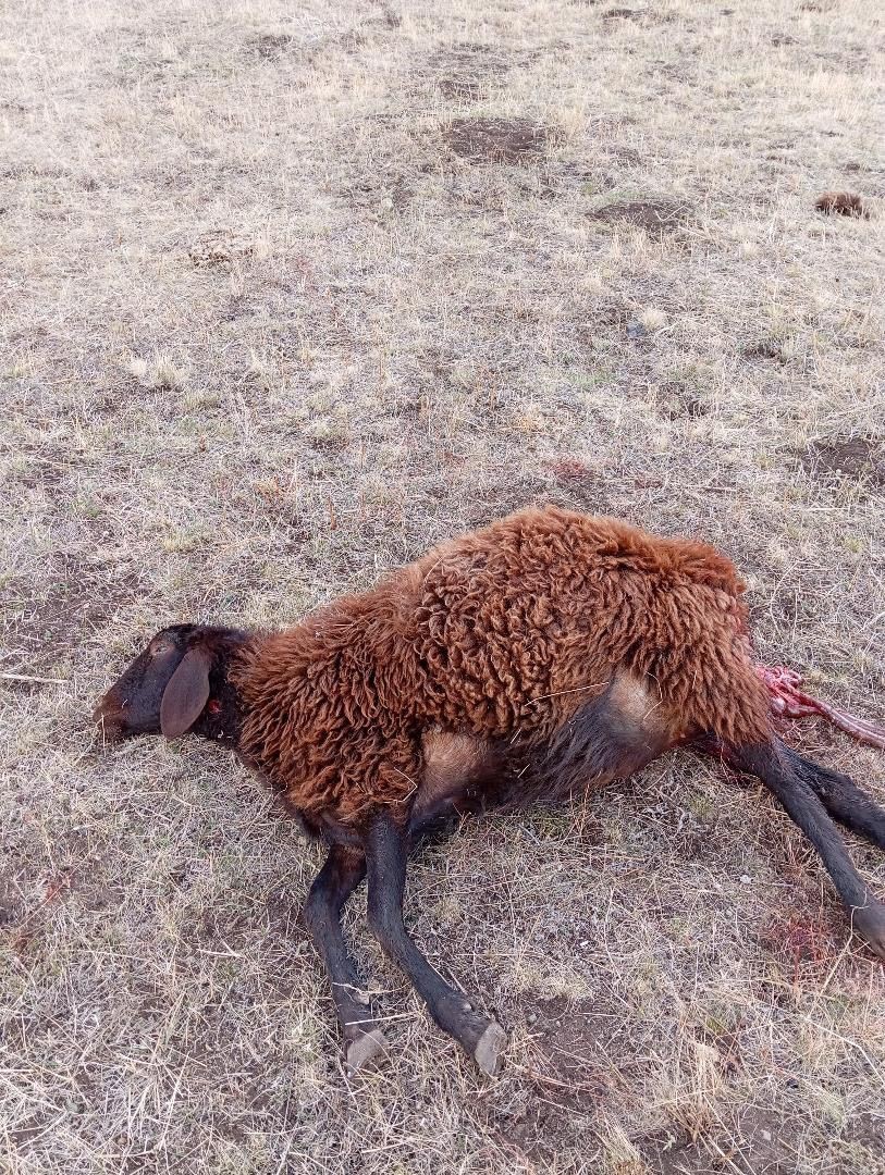 Horasan’da kurtlar sürüye daldı: 3 koyun telef oldu