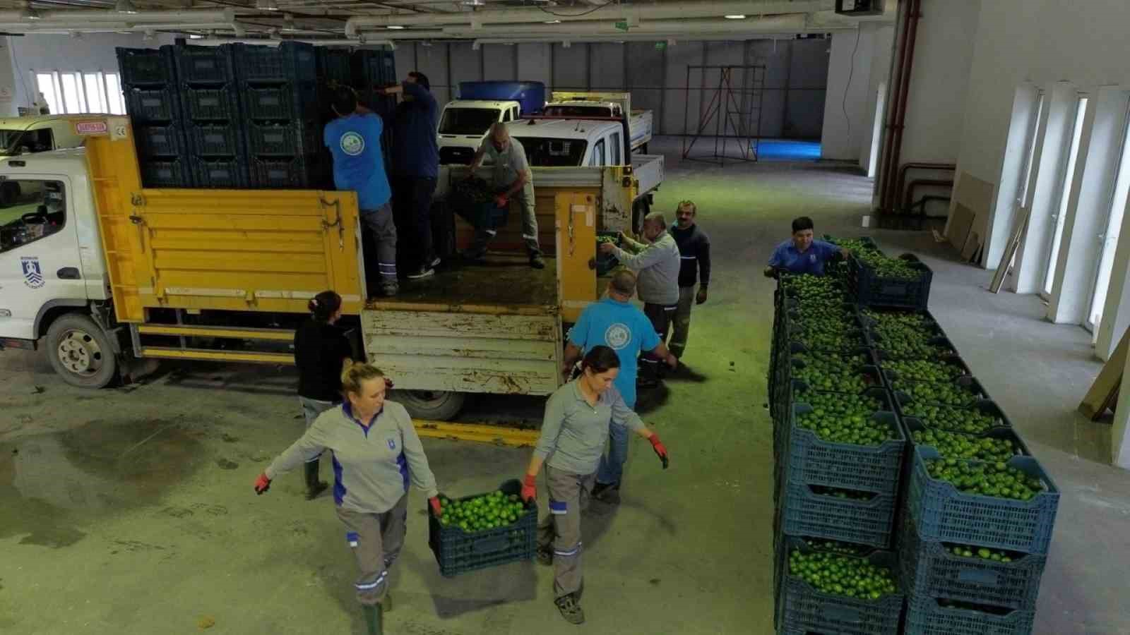 Bodrum’da 72 üreticiden 55 ton yeşil mandalin alındı
