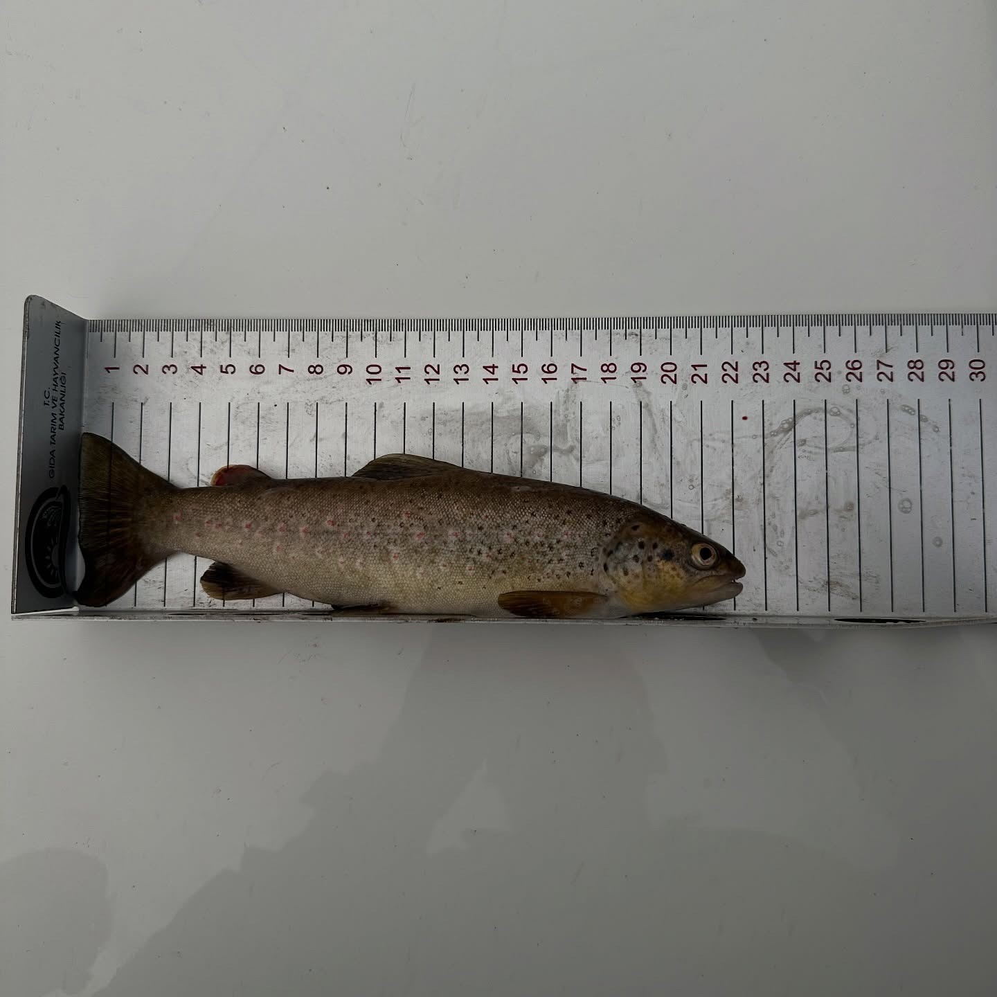 Tunceli’de kırmızı benekli alabalık avlayan şahsa ceza