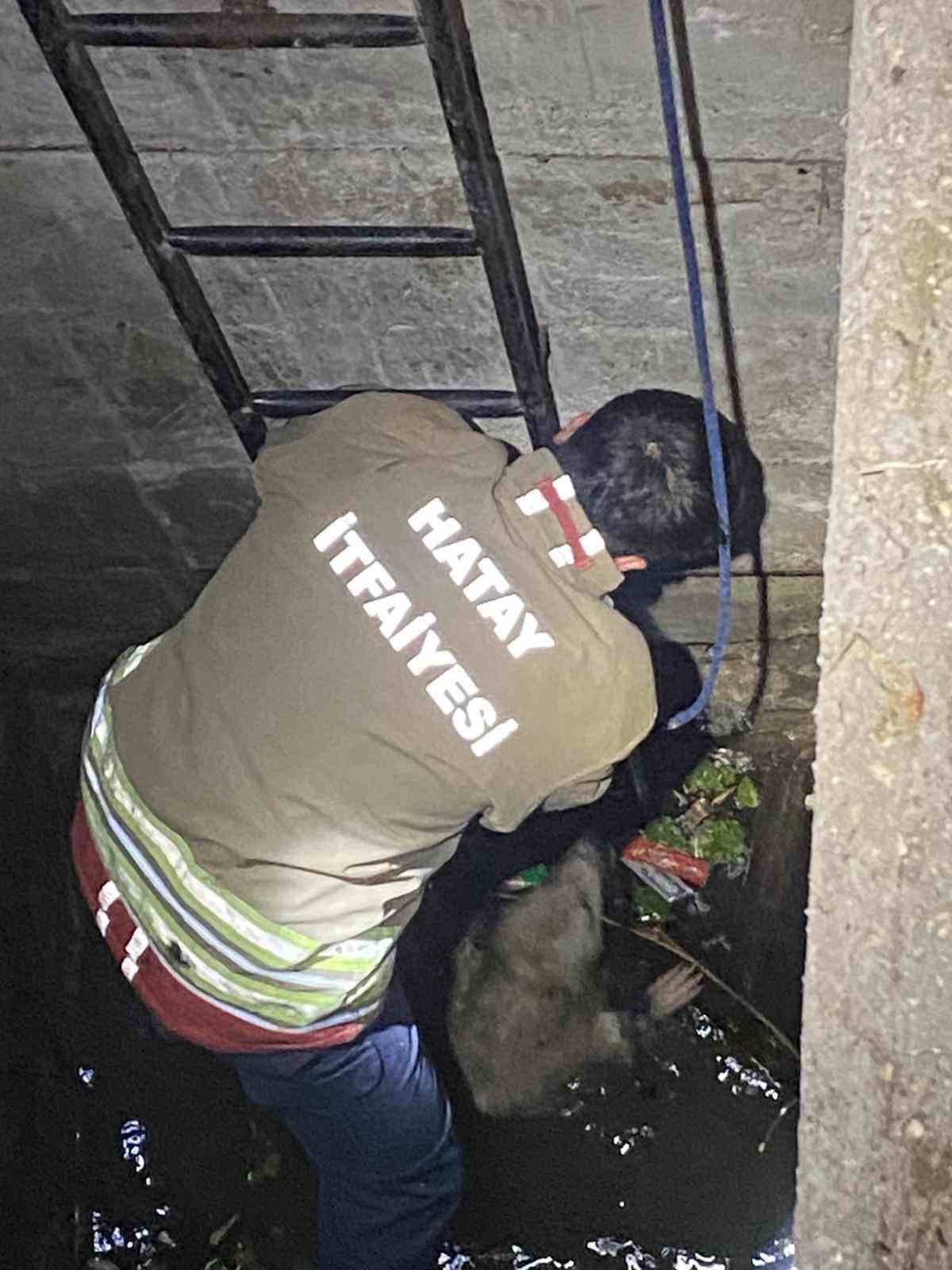 Su dolu kuyuya düşen 2 köpeği itfaiye kurtardı