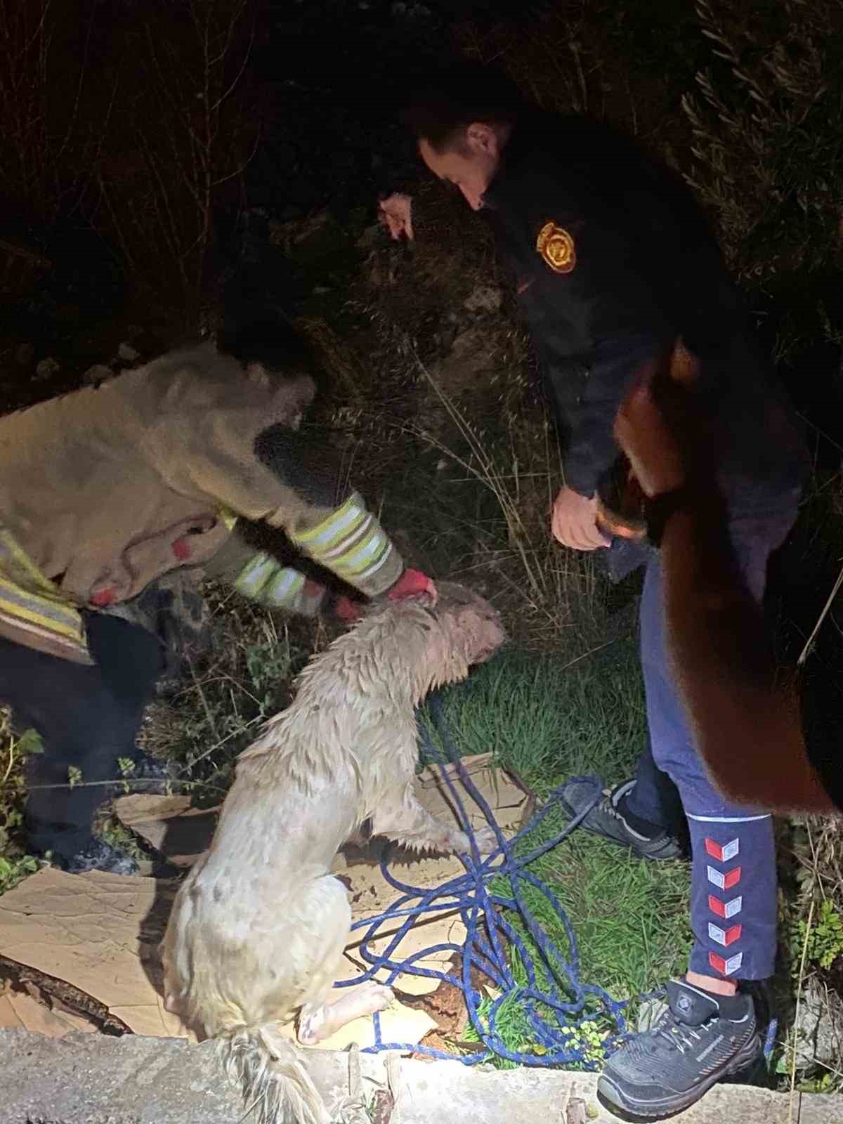 Su dolu kuyuya d&uuml;şen 2 k&ouml;peği itfaiye kurtardı

