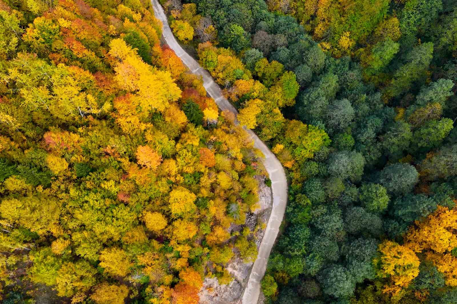 Örümcek Ormanları’nda renklerin muhteşem dansı