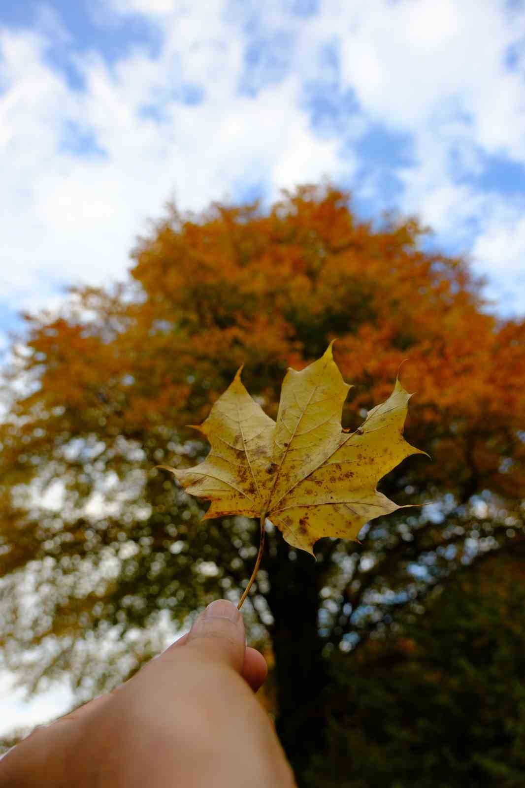 Örümcek Ormanları’nda renklerin muhteşem dansı
