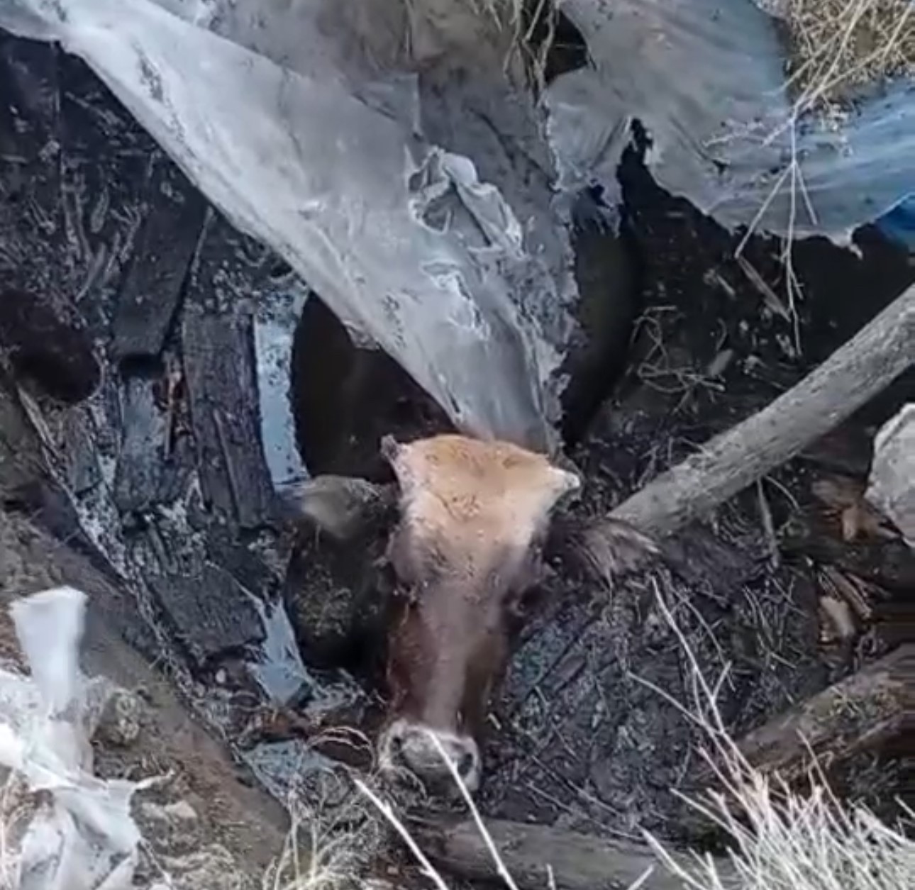 Yüksekova’da bataklığa saplanan ineği itfaiye ekipleri kurtardı
