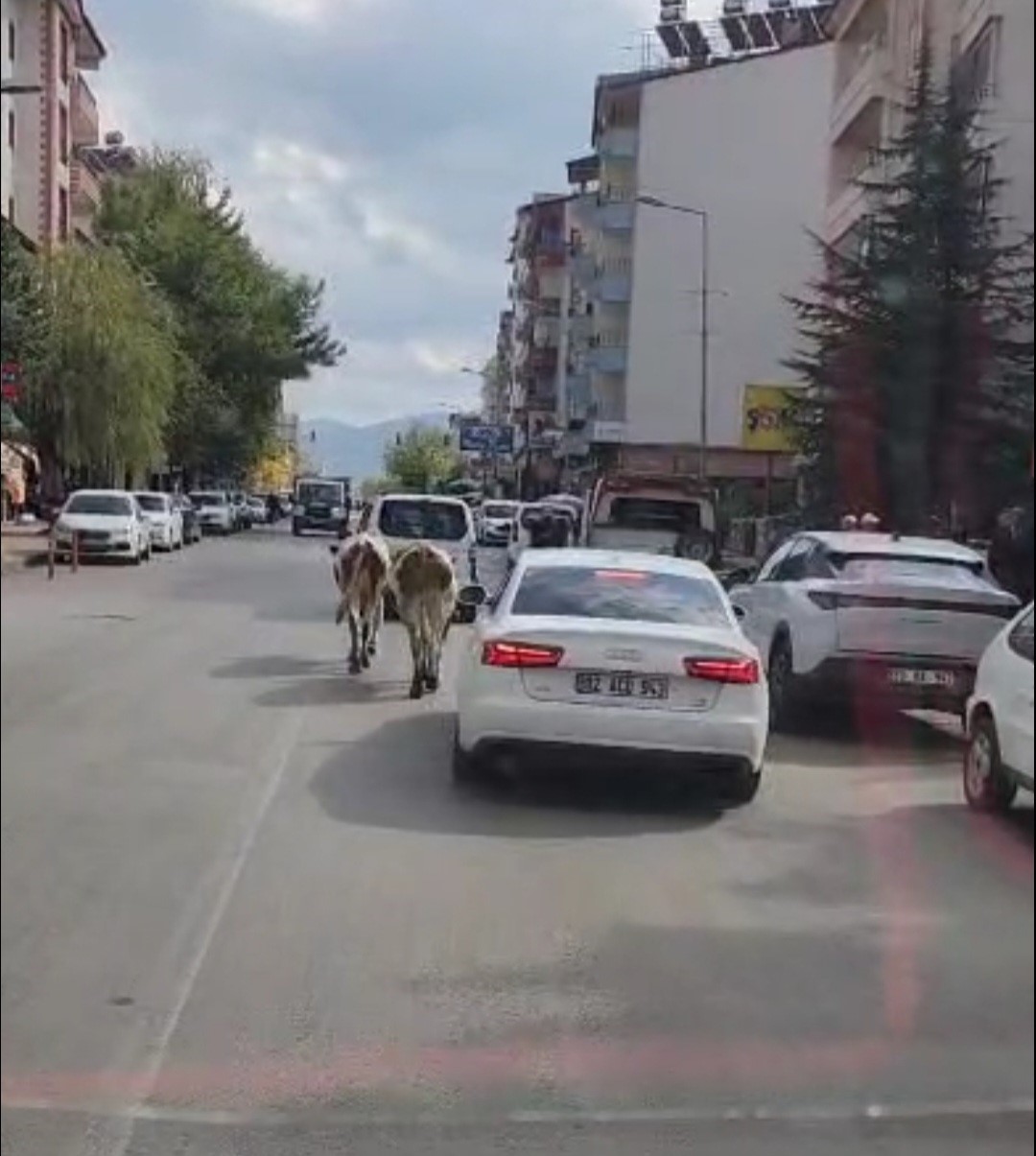 Elazığ&rsquo;da caddeye &ccedil;ıkan inekler s&uuml;r&uuml;c&uuml;lere zor anlar yaşattı
