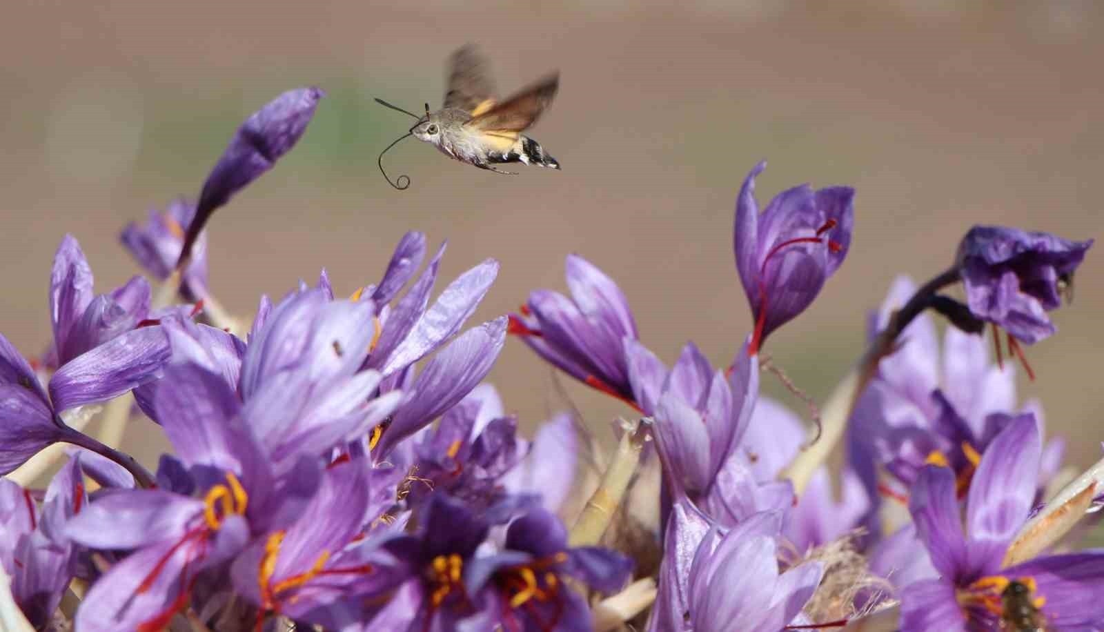 Dünyanın en pahalı baharatı safranın 1 gramı 500 TL
