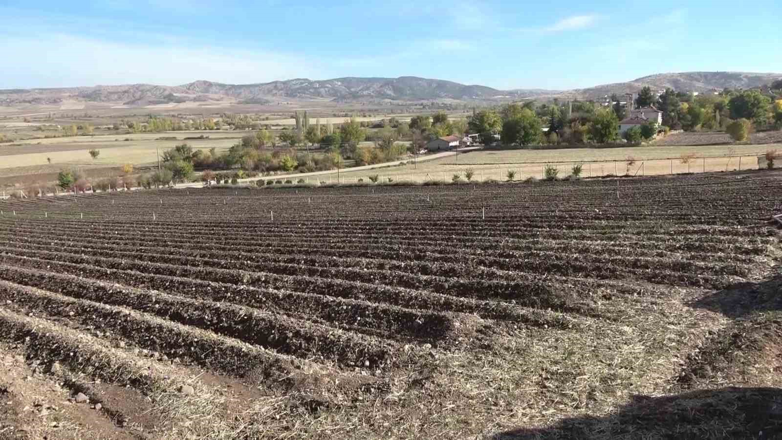 Dünyanın en pahalı baharatı safranın 1 gramı 500 TL