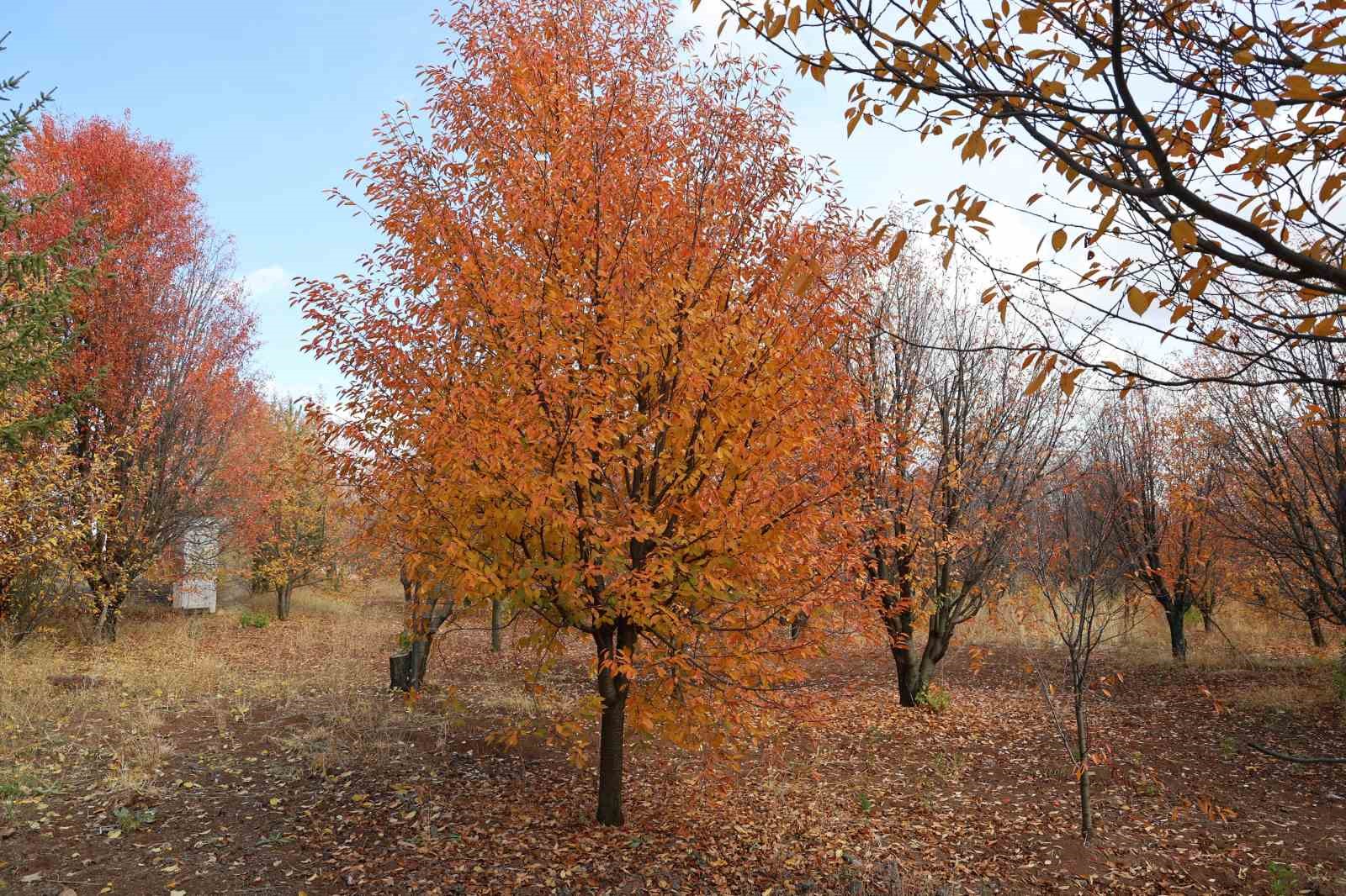 4 mevsim farklı bir manzara sunuyor, sonbaharda mest ediyor
