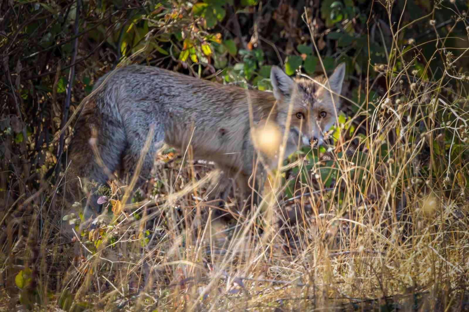 Bingöl’de kızıl tilki görüntülendi