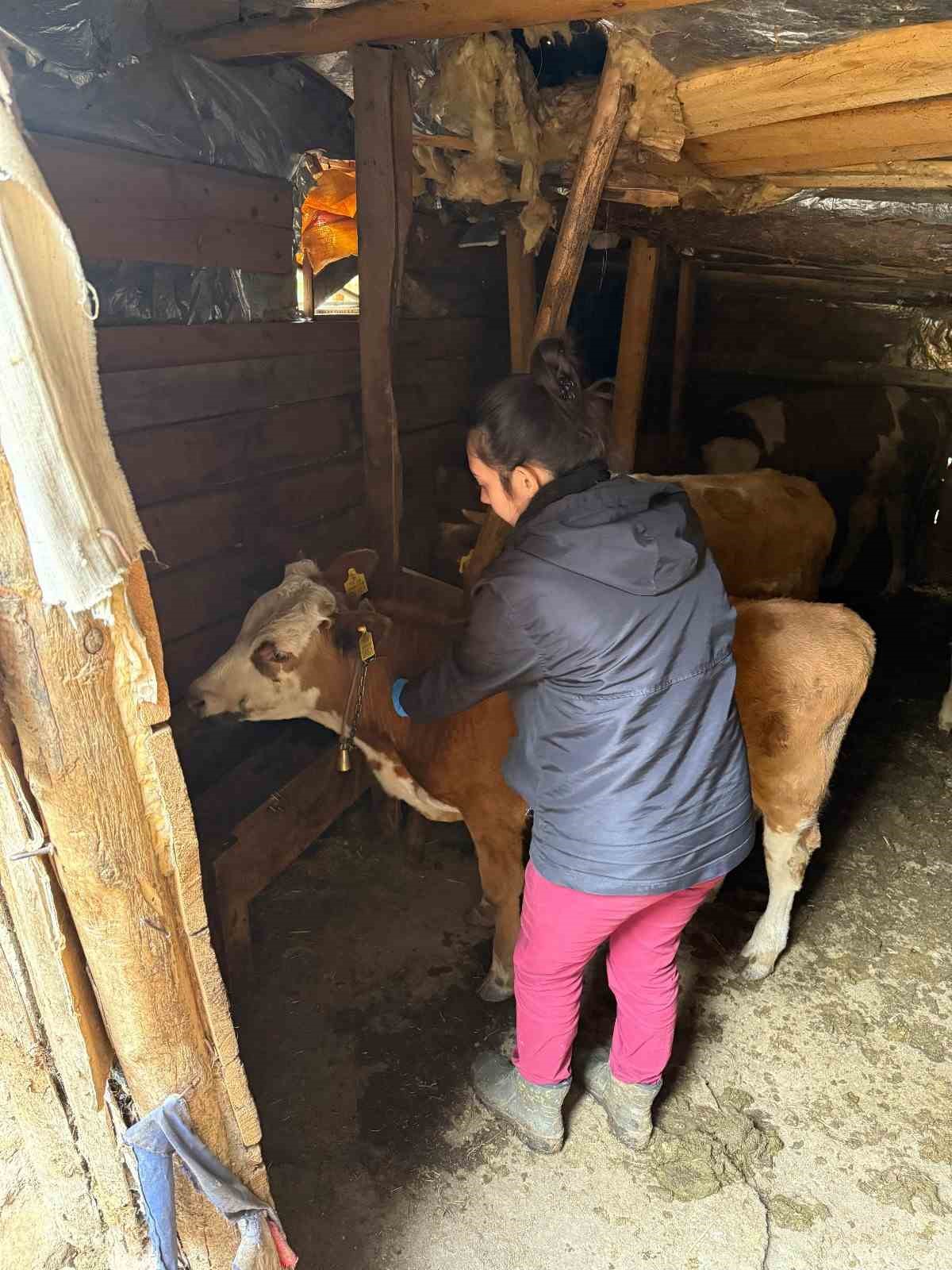 Giresun’da şap alarmı