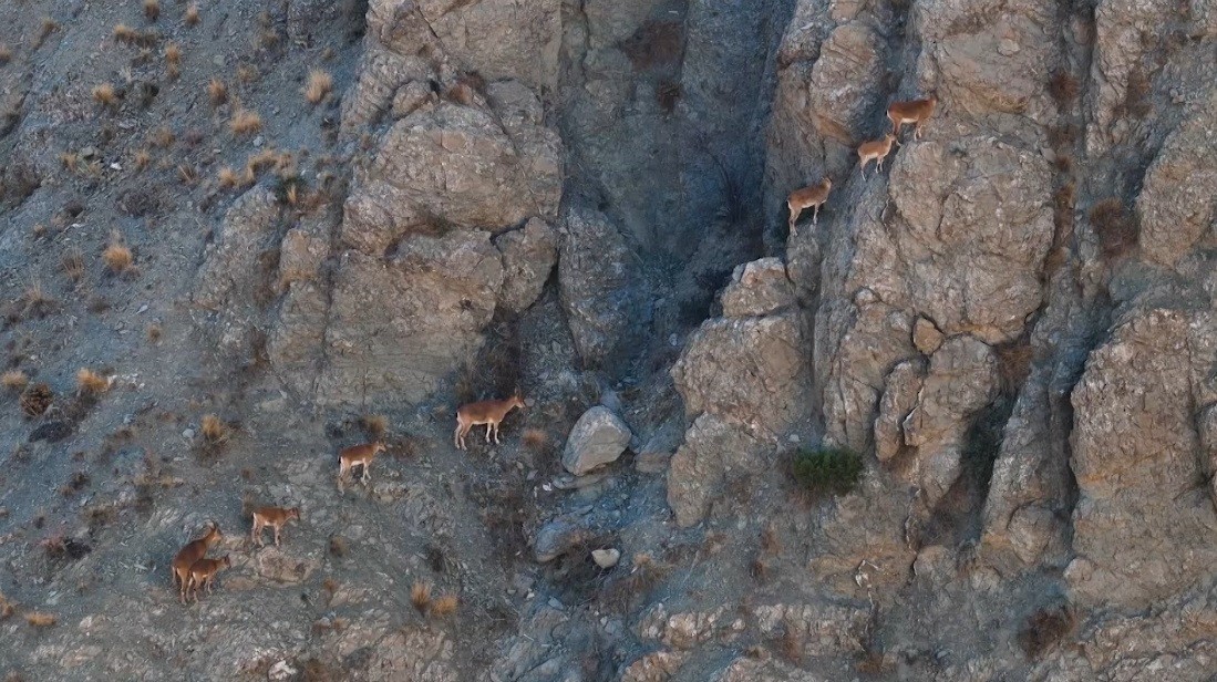 Erzincan’da yaban keçileri dron ile görüntülendi