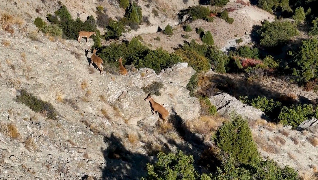 Erzincan&rsquo;da yaban ke&ccedil;ileri dron ile g&ouml;r&uuml;nt&uuml;lendi
