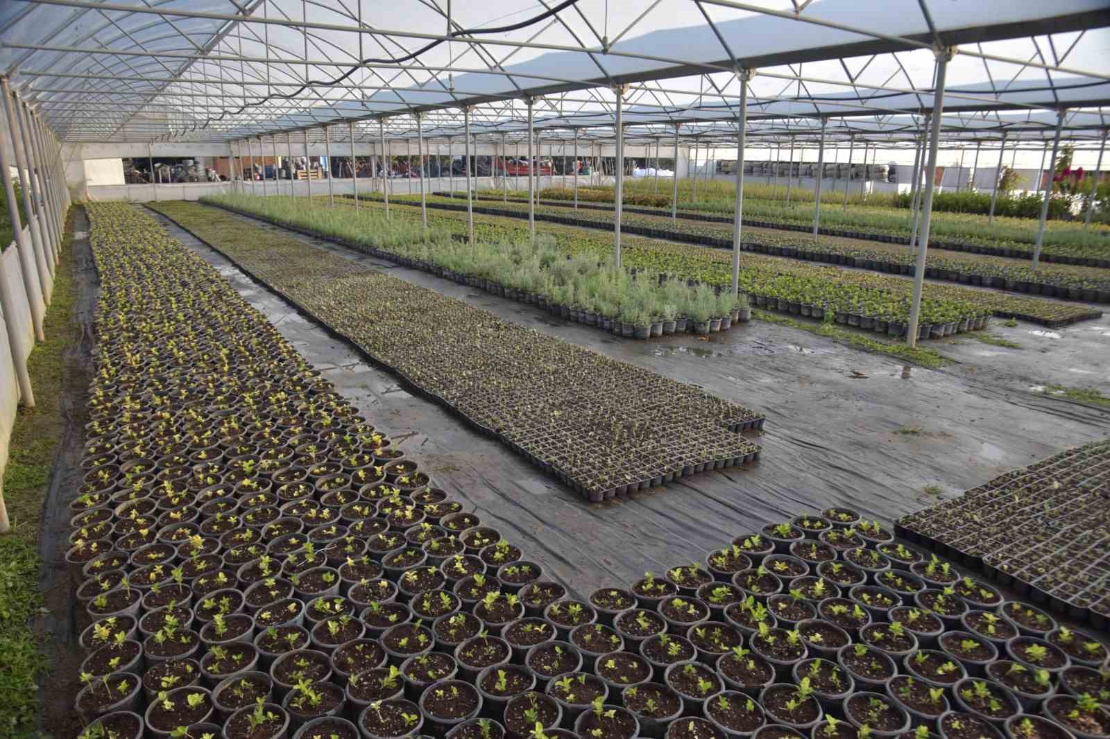 Bilecik Belediyesi kendi seralarında ürettiği bitkilerle kenti renklenecek