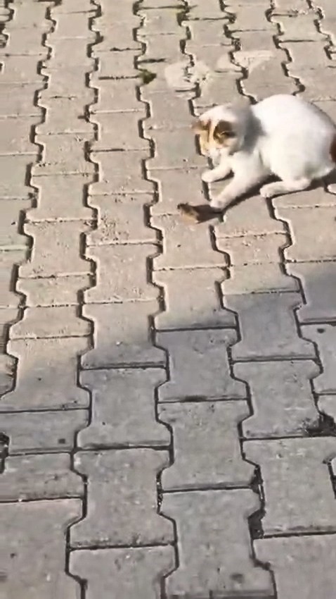 Kedinin fareyle oyunu kamerada
