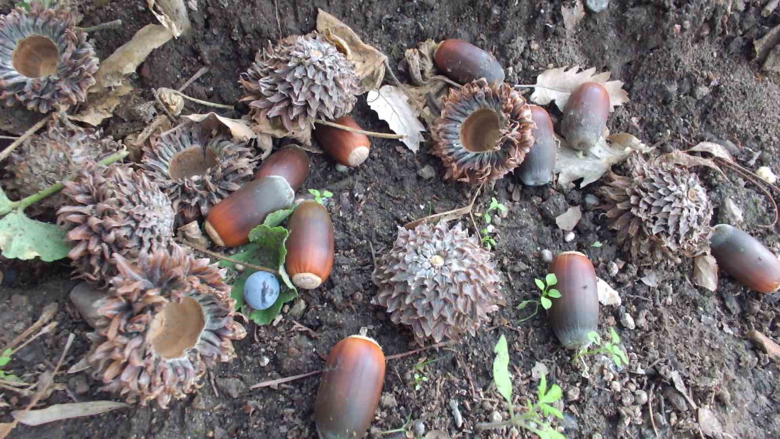 Balıkesir&rsquo;de meşe palamutları &ouml;ğrencilerin elinde fidana d&ouml;n&uuml;şecek
