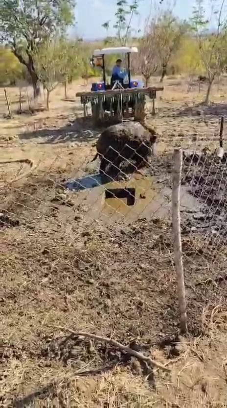 Septik kuyusuna d&uuml;şen yaban domuzu, trakt&ouml;r yardımıyla kurtarıldı
