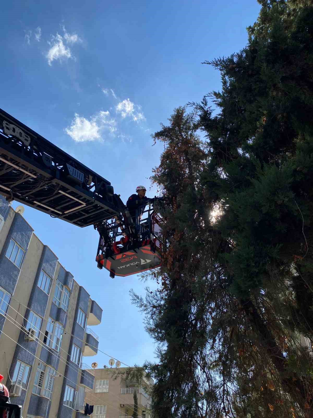 Şanlıurfa’da ağaçta mahsur kalan yavru kedi kurtarıldı