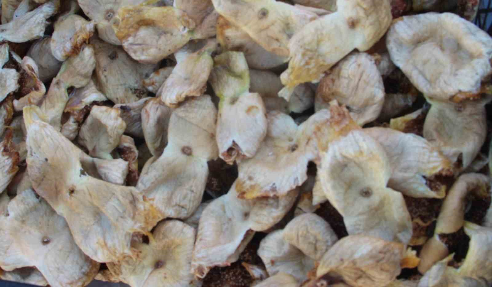 Mersin’de incir sezonu sona erdi, üreticisinin yüzü güldü