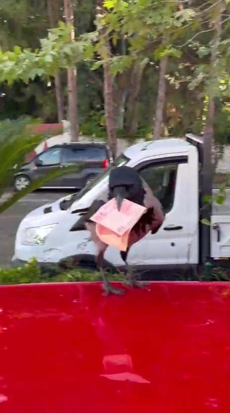 Mizah ama&ccedil;lı video &ccedil;ekmek isterken 10 TL&rsquo;sini kargaya kaptırdı
