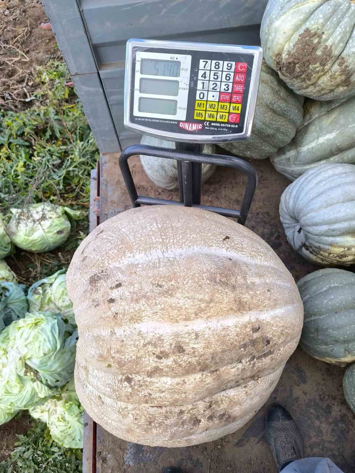Ata tohumu 51 kiloluk dev kabak ilgi odağı oldu
