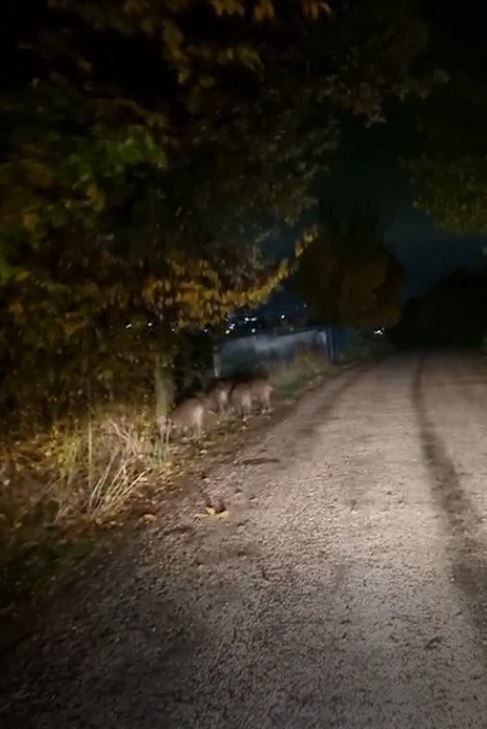 Bolu’da aç kalan domuz sürüsü yola indi