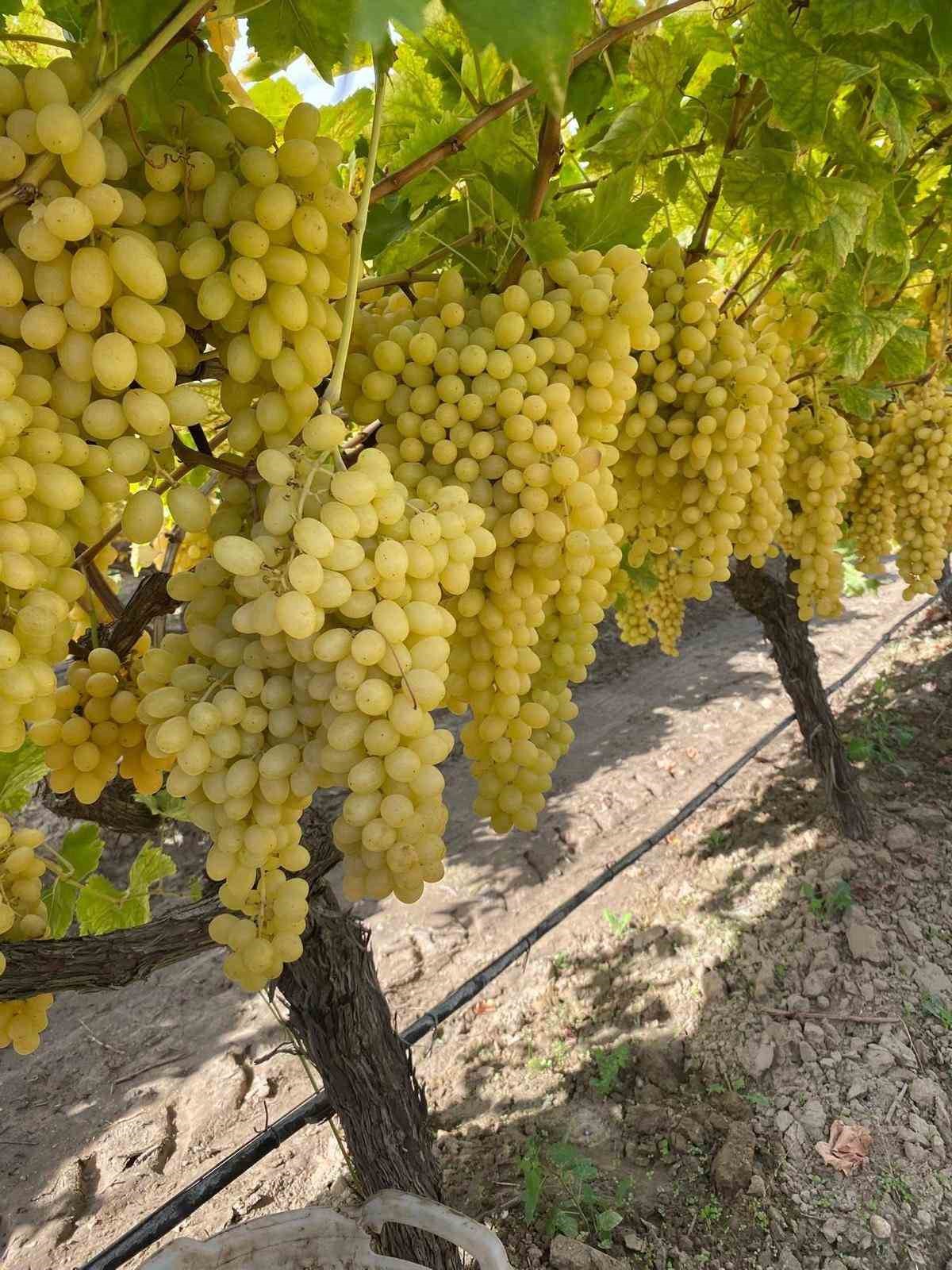 Üzüm fiyatlarındaki düşüş üreticileri tedirgin etti