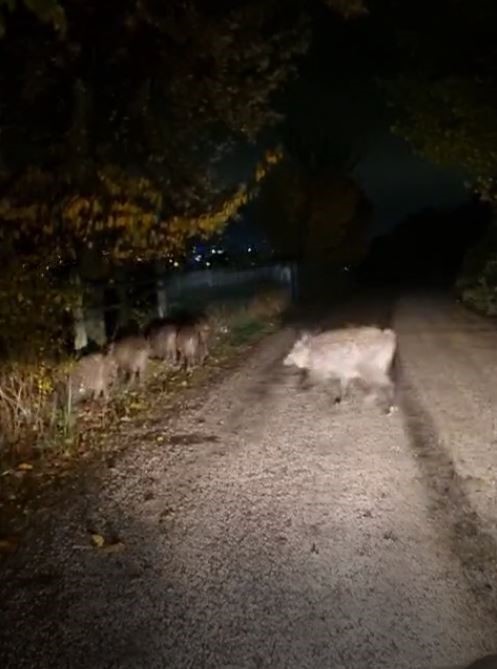 Bolu’da aç kalan domuz sürüsü yola indi