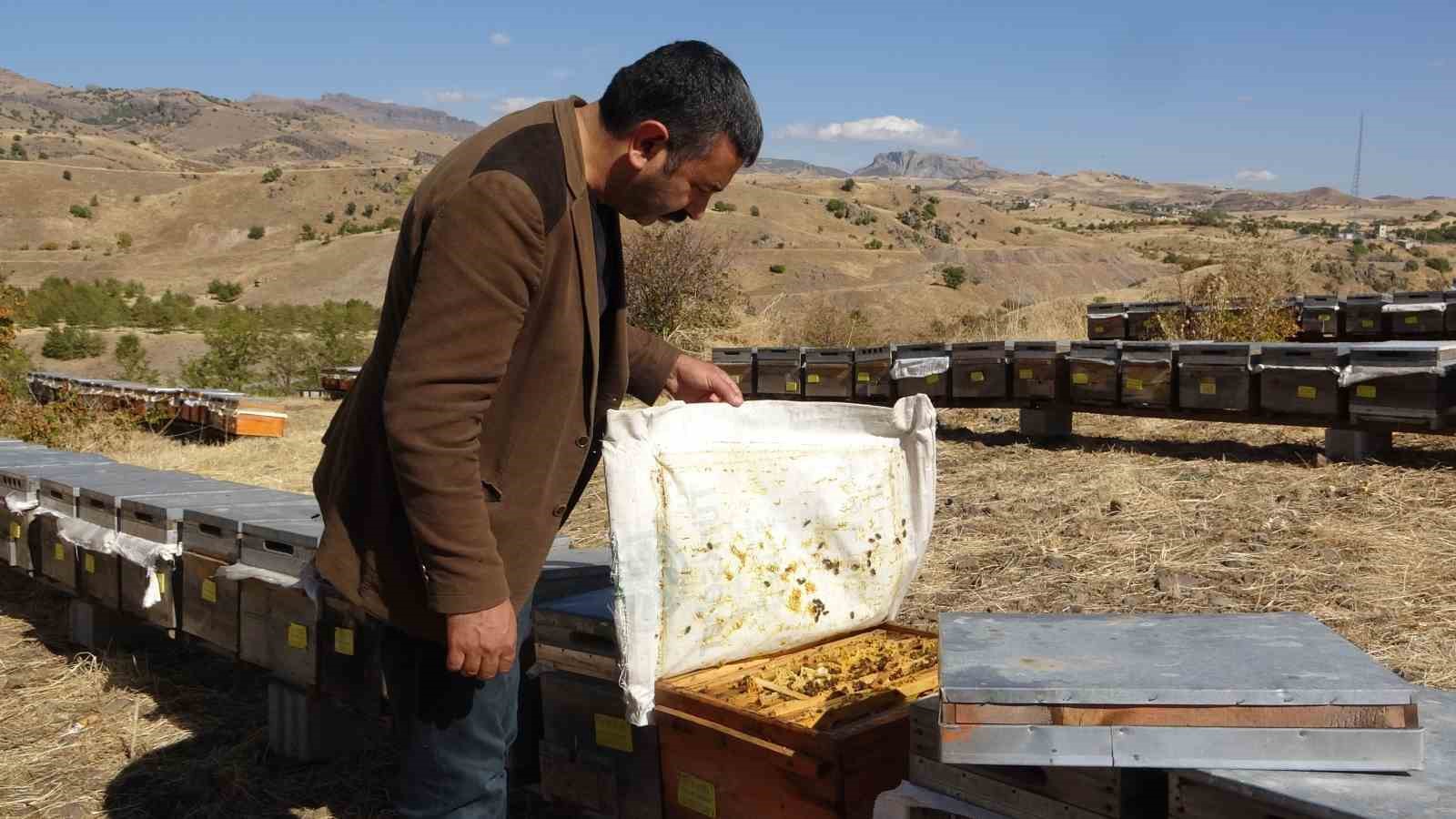 İklim değişikliği arıları etkiledi: Tunceli’de rekolte 900 tona düştü