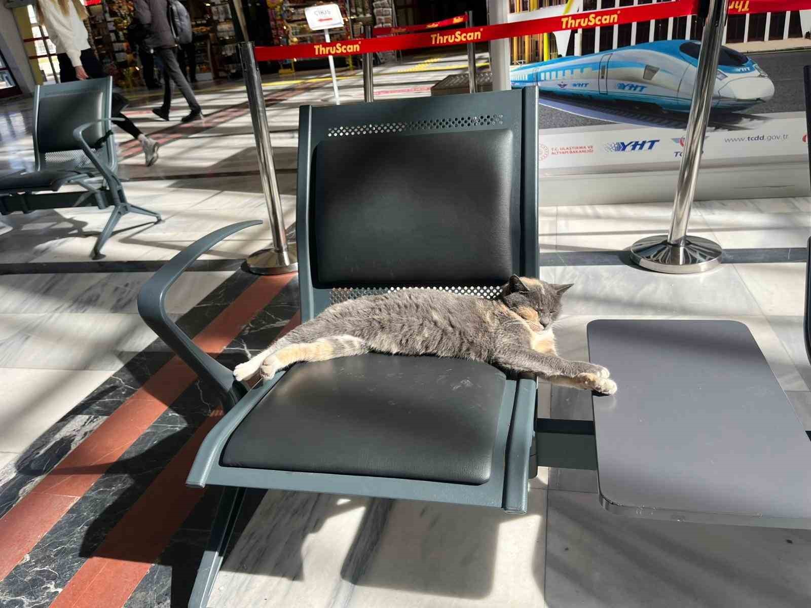 Soğuktan ka&ccedil;an patili misafir, gar koltuğunda g&uuml;neş keyfi yaptı
