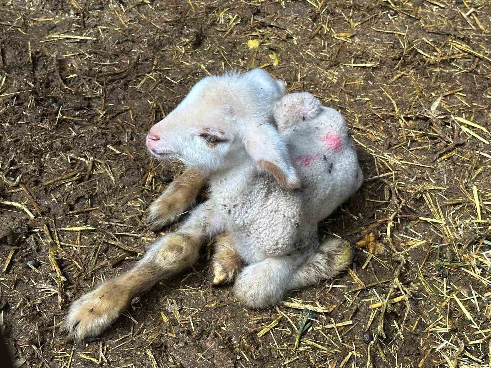 Annesi ve kardeşleri &ouml;len kuzunun y&uuml;rek burkan hikayesi
