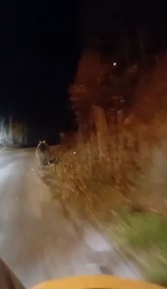 K&ouml;pek sandığı ayıyı cep telefonu ile g&ouml;r&uuml;nt&uuml;ledi,  &lsquo;koca oğlan&rsquo; diye seslendi
