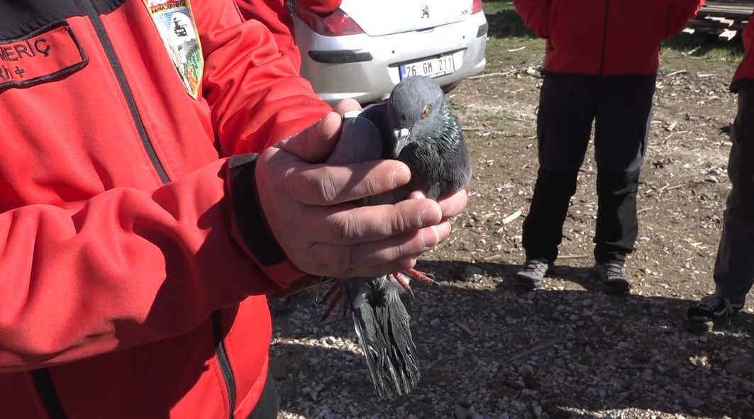 Havalandırma boşluğunda 4 gündür mahsur kalan güvercin kurtarıldı