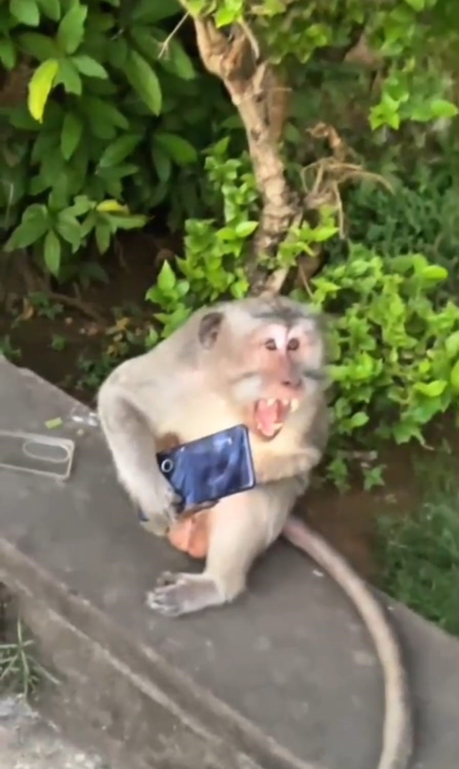 Batmanlı gezginin Bali macerasında maymunlar, cep telefonu ve g&ouml;zl&uuml;ğ&uuml; kaptı
