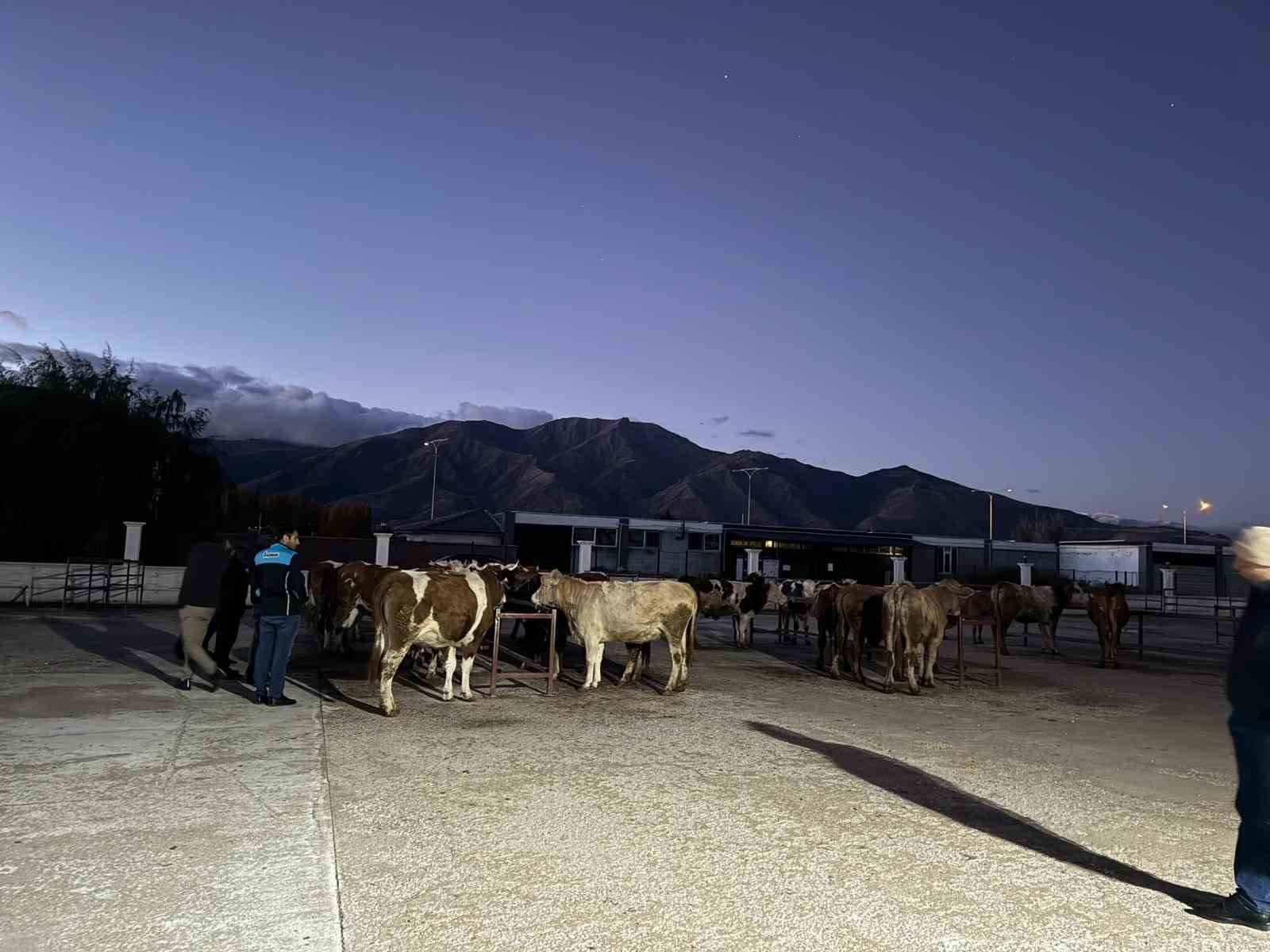 Erzincan canlı hayvan pazarı yeniden a&ccedil;ıldı
